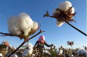 What are the types of cotton? What is the difference between Xinjiang cotton,...
